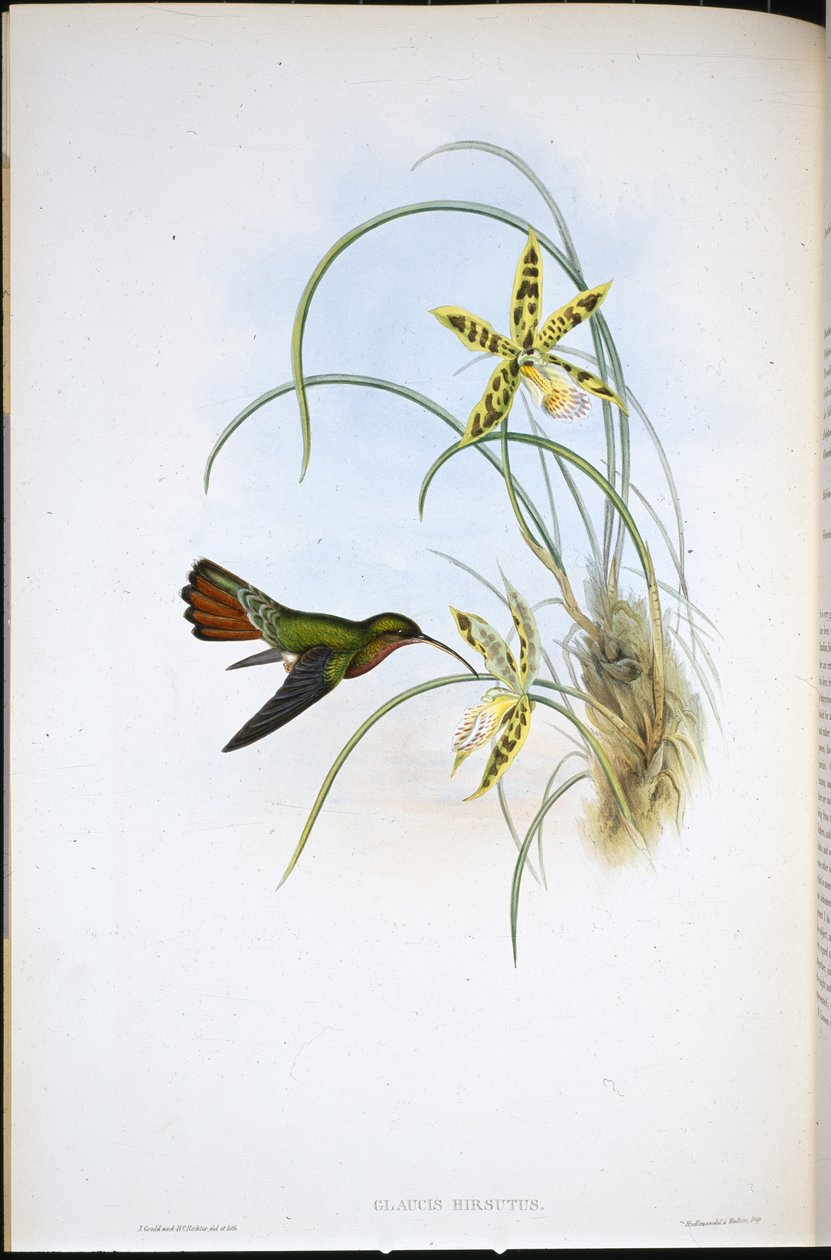 Szőrös remete (Glaucis Hirsutus) (kézzel színezett litho) alkotó: John (after) Gould