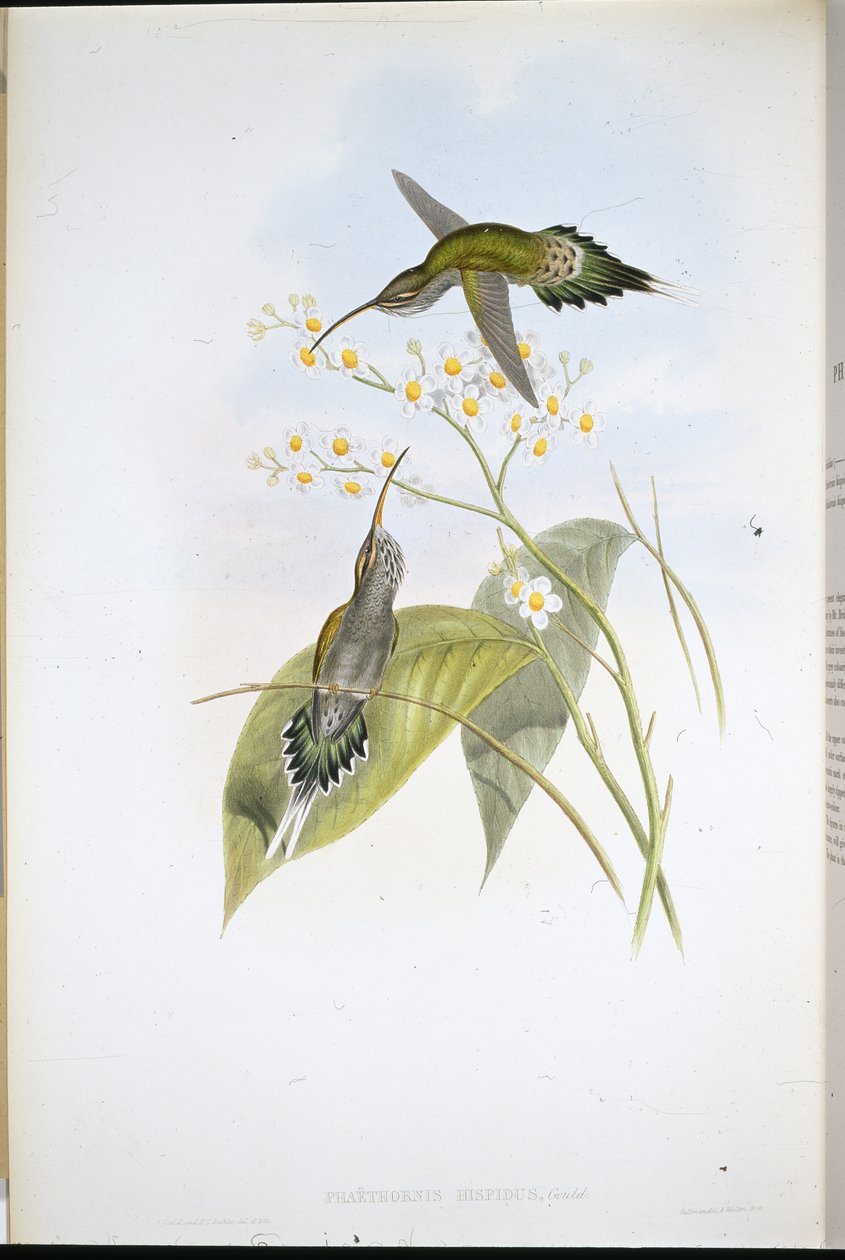Szőrös remete (Phaethornis Hispidus) (kézzel színezett litho) alkotó: John (after) Gould