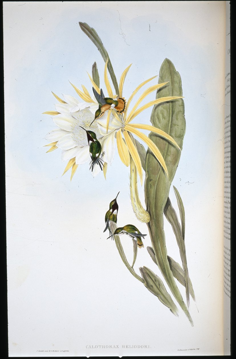 Heliodore