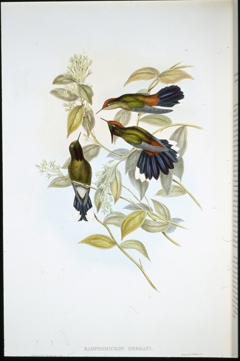 Herran töviscsőrű (Ramphomicron Herrani) (kézzel színezett litho) alkotó: John (after) Gould