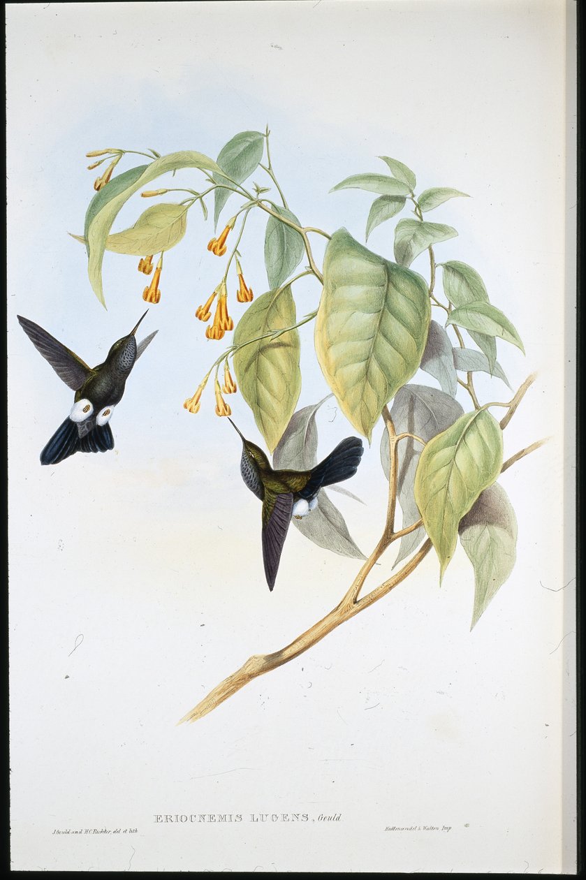 Hoary Puff-leg (Eriocnemis Lugens) (kézzel színezett litho) alkotó: John (after) Gould