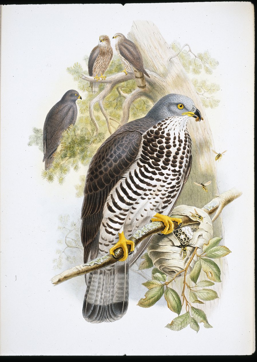 Mézes ölyv (Apivorus lakk) (kézzel színezett litho) alkotó: John (after) Gould