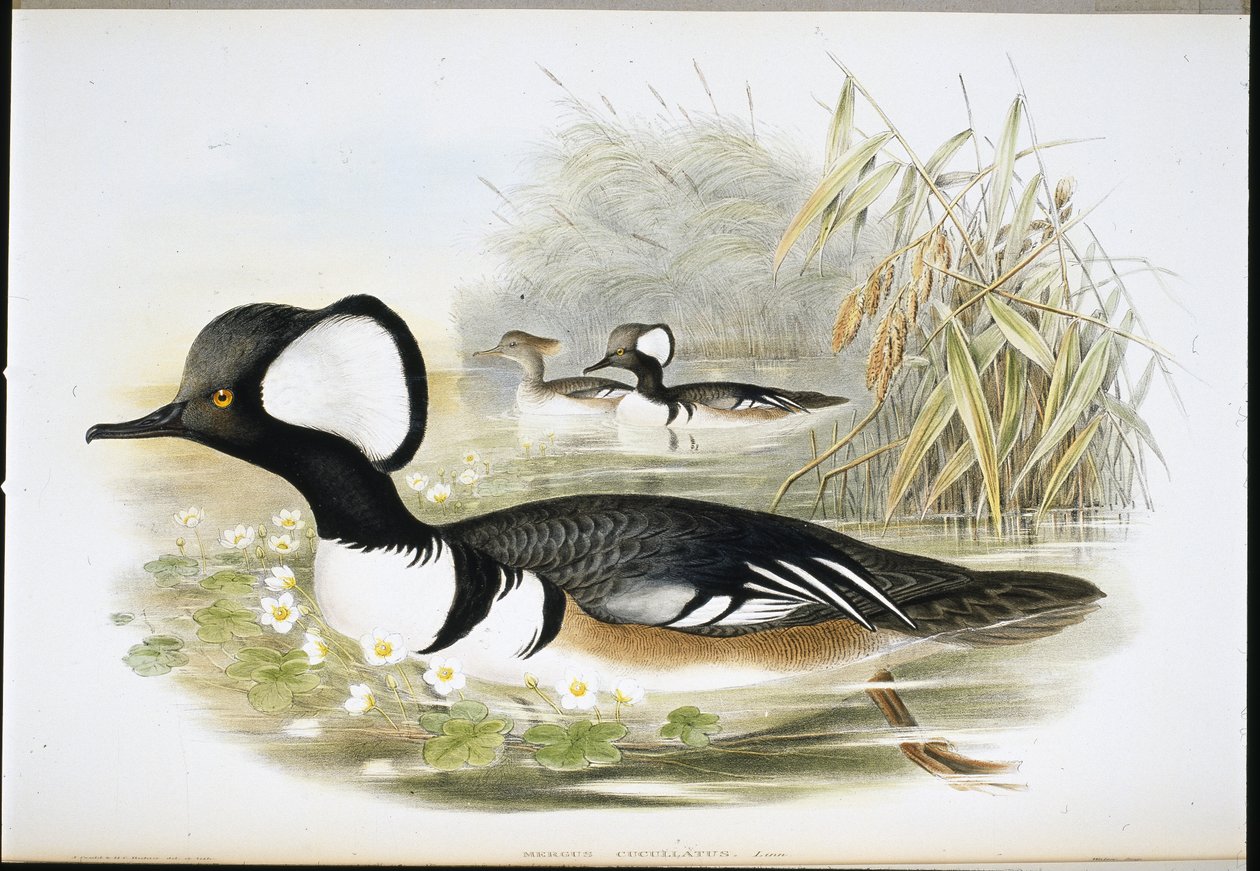 Csuklyás búza (Mergus Cucullatus) (kézzel színezett litho) alkotó: John (after) Gould