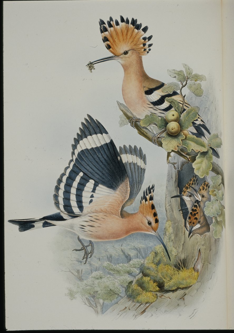 Hoopoe (Upupa Epops) (kézzel színezett litho) alkotó: John (after) Gould