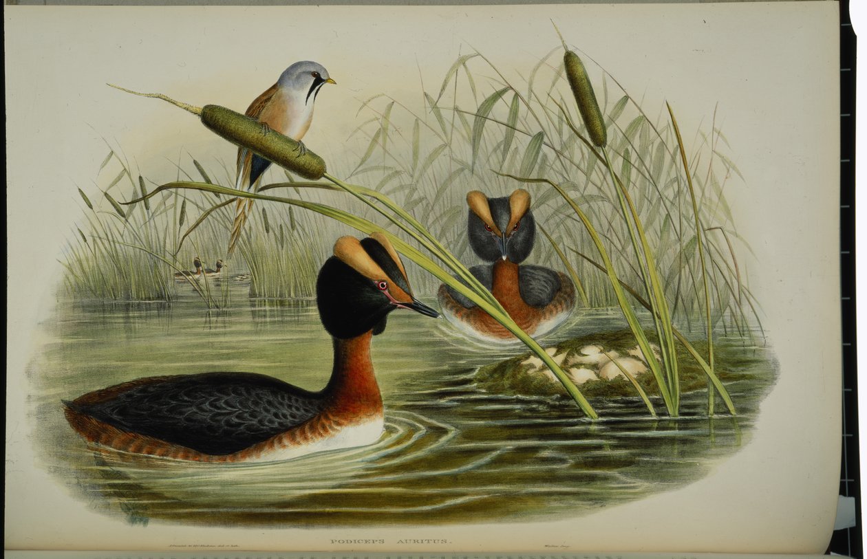 Szarvas vöcsök (Podiceps Auritus) (kézzel színezett litho) alkotó: John (after) Gould