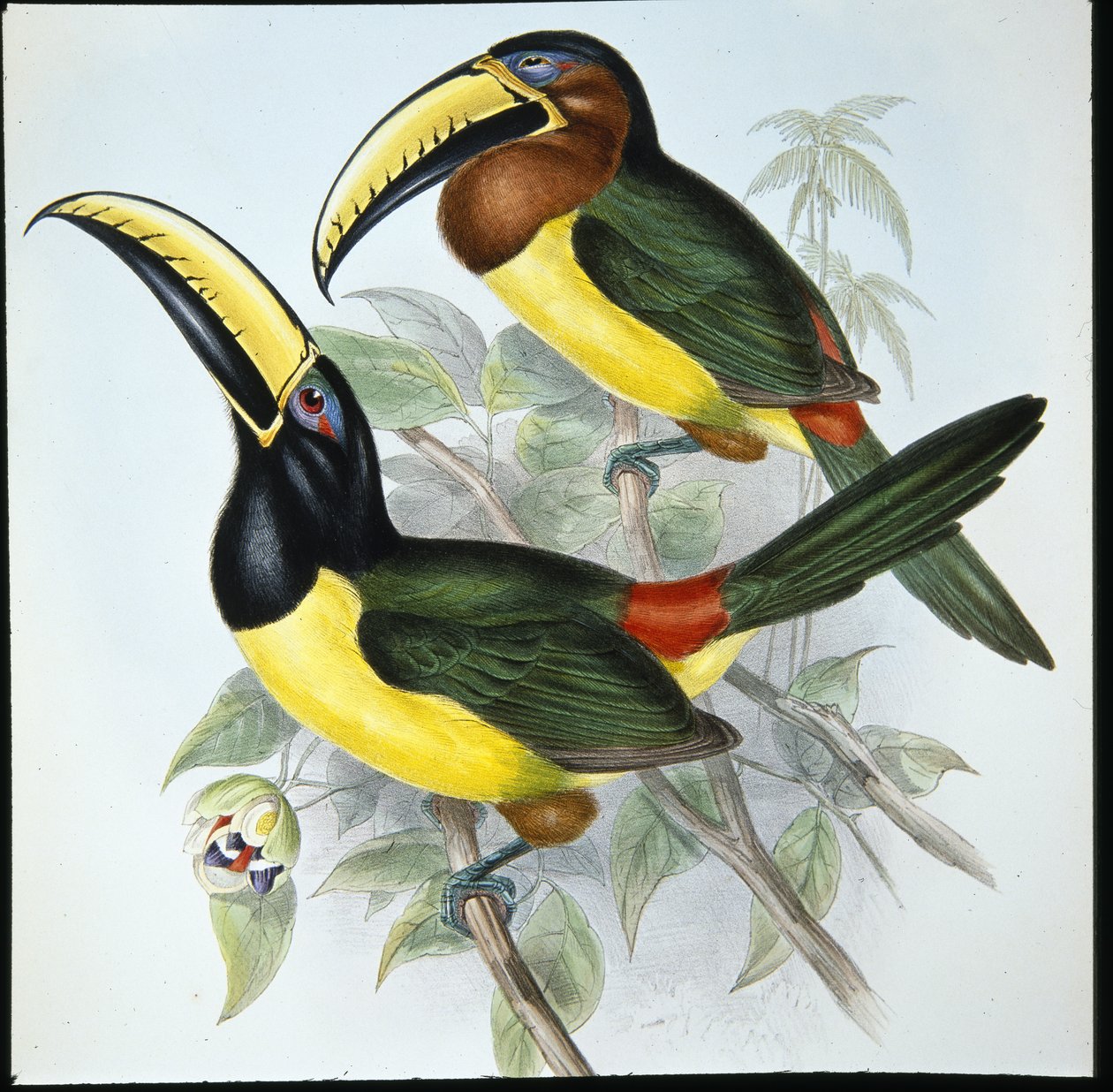 Humboldt Aracari (Pteroglossus Humboldti) (kézzel színezett litó) alkotó: John (after) Gould