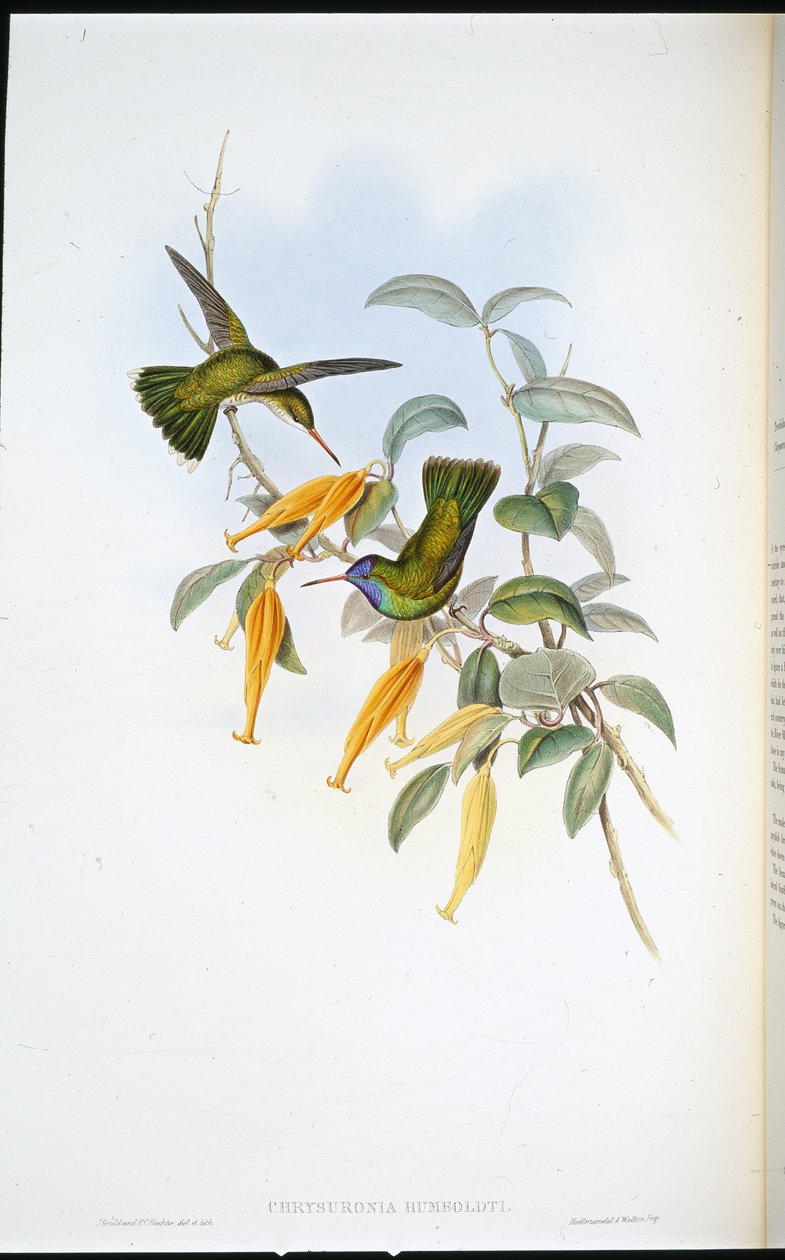 Humboldt kolibri (Chrysuronia Humboldti) (kézzel színezett litó) alkotó: John (after) Gould