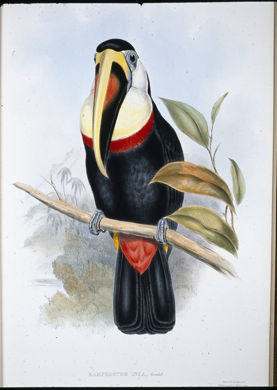 Inka tukán (Ramphastos inica) (kézzel színezett litho) alkotó: John (after) Gould