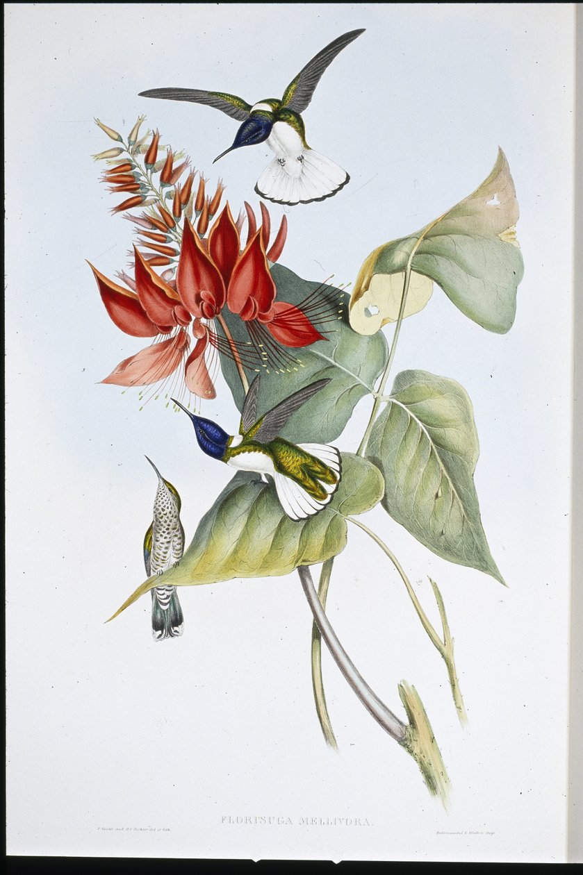 Jakobinus (Florisuga Mellivora) (kézi színes litográfia) alkotó: John (after) Gould