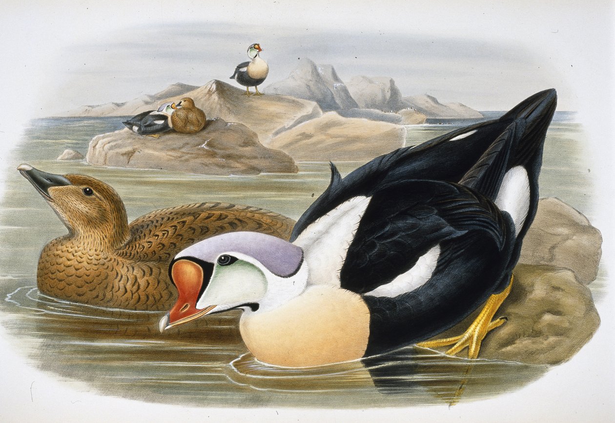 Királykacsa (Somateria Spectabilis) (kézzel színezett litho) alkotó: John (after) Gould