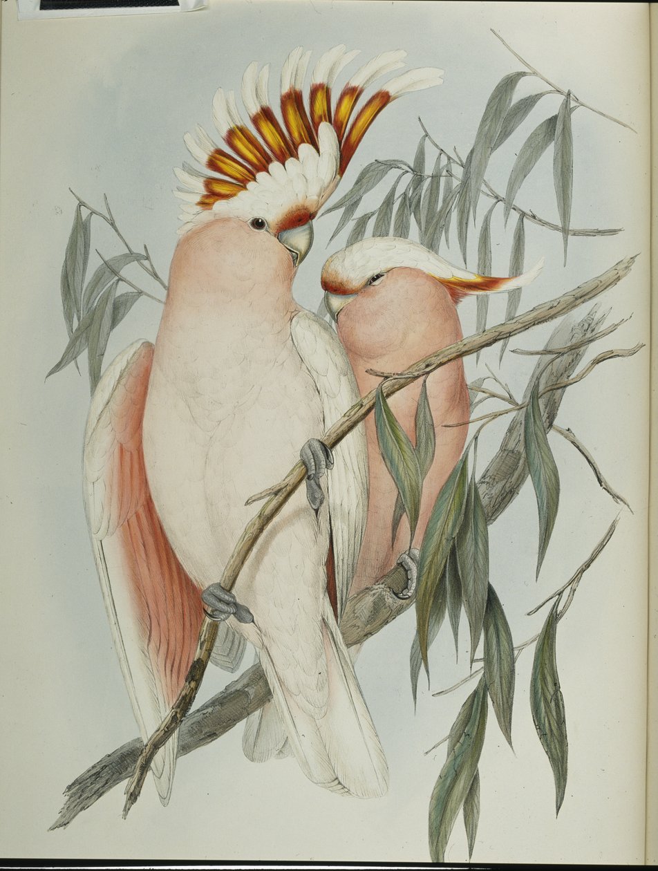 Leadbeater kakadu (Cacatua Leadbeateri) (kézzel színezett litho) alkotó: John (after) Gould