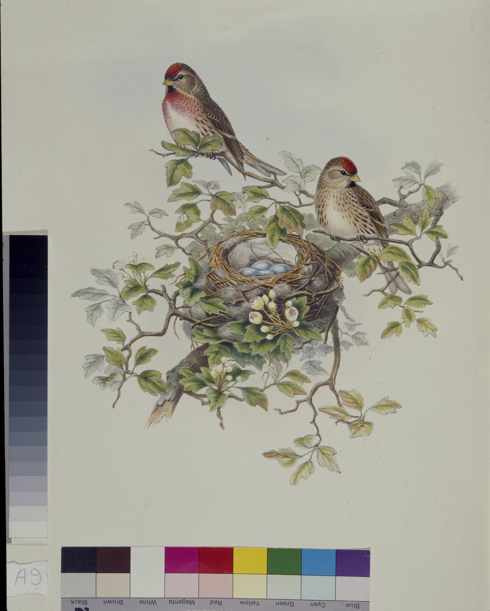 Lesser Redpoll (Aegisthus Rufescens) (kézzel színezett litó) alkotó: John (after) Gould