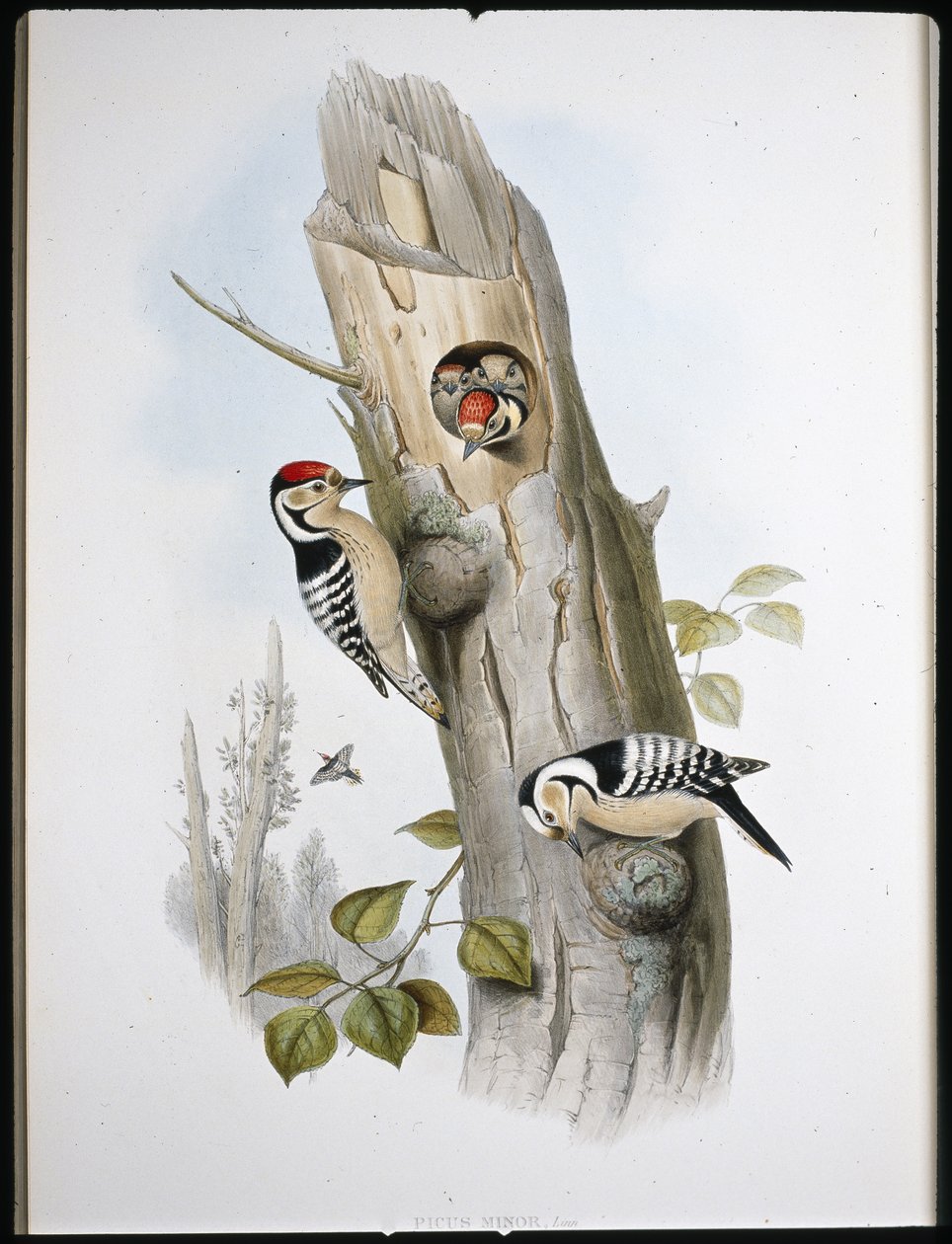 Kis tarka harkály (Picus Minor) (kézzel színezett litho) alkotó: John (after) Gould