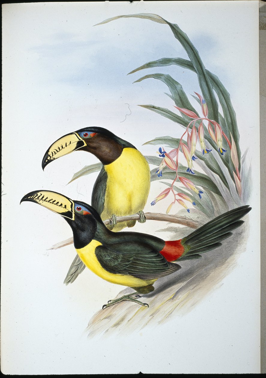 Betűs Aracari (pteroglossus felirattal) (kézzel színezett litho) alkotó: John (after) Gould