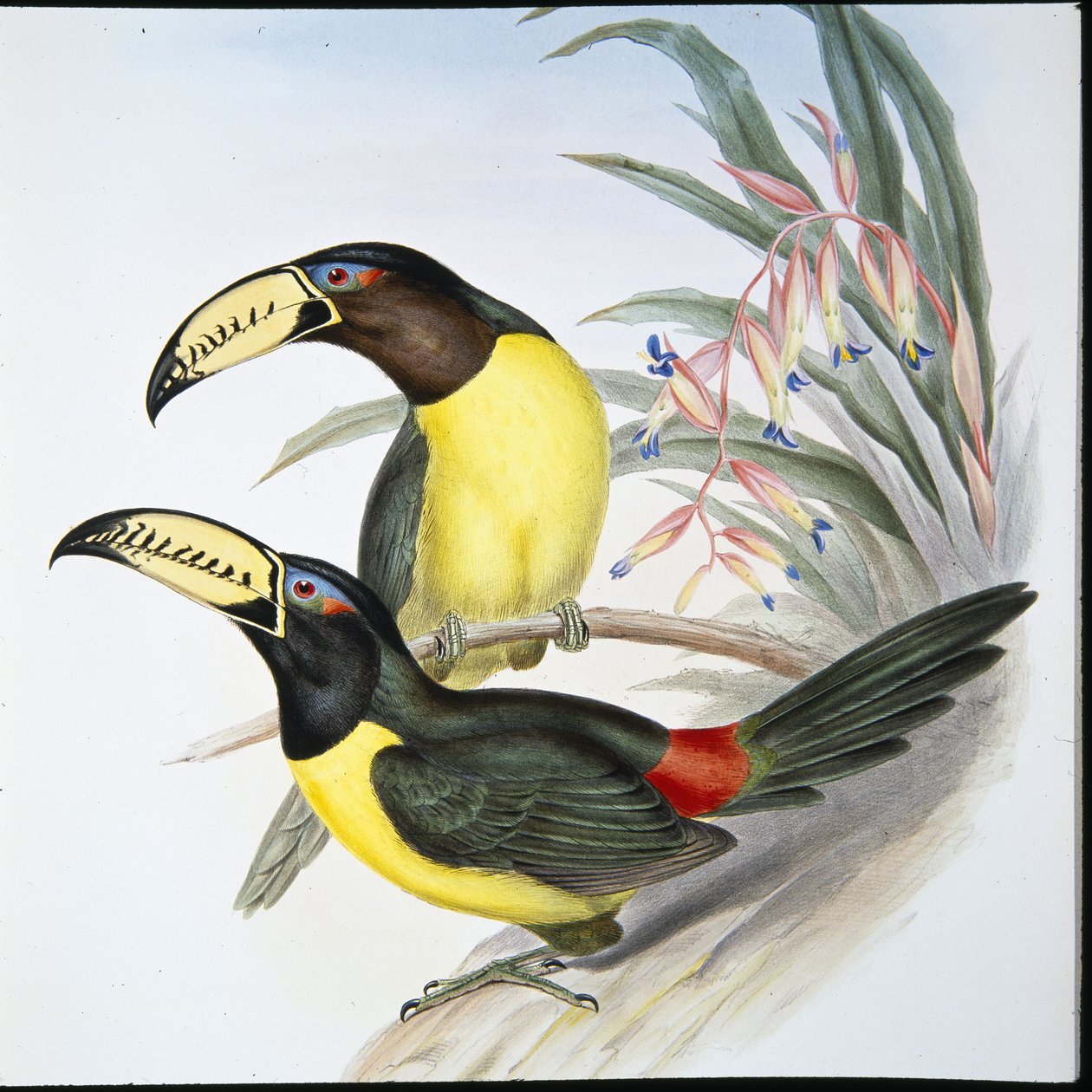 Betűs Aracari tukán (Pteroglossus Inscriptus) (kézzel színezett litó) alkotó: John (after) Gould