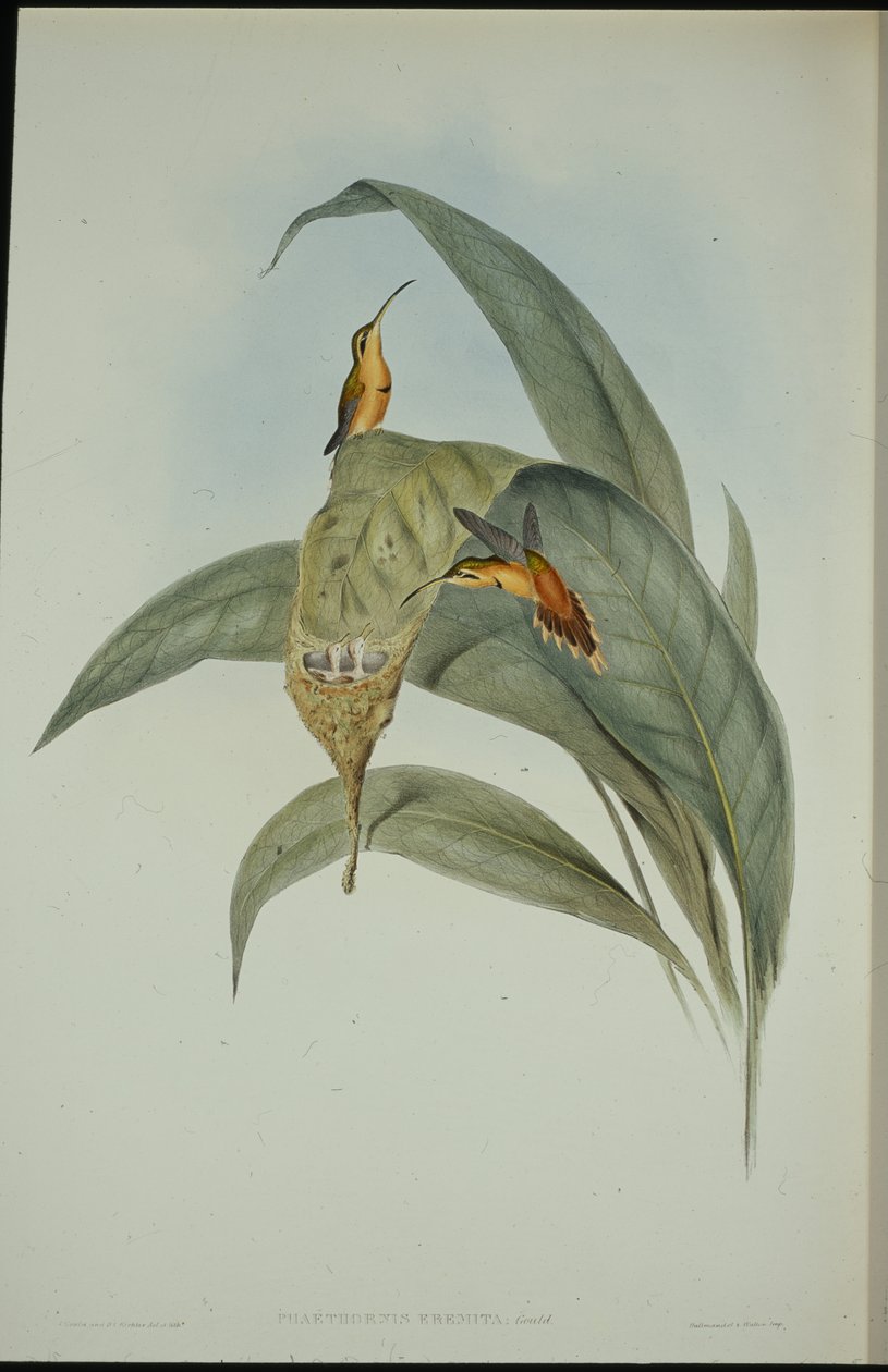 Kis remete (Phaethornis eremita) (kézzel színezett litó) alkotó: John (after) Gould