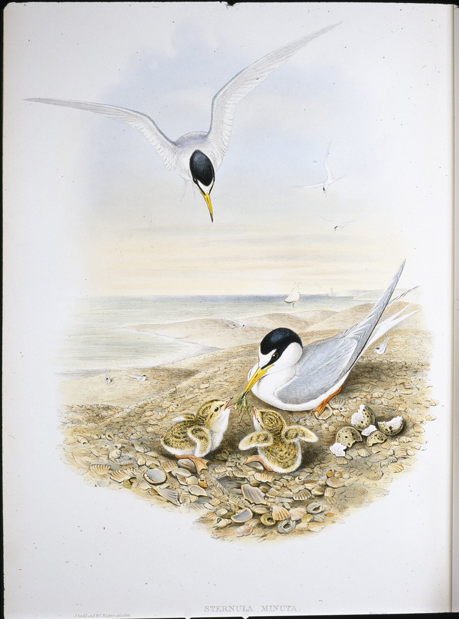 Kis csér (Sternula Minuta) (kézzel színezett litho) alkotó: John (after) Gould