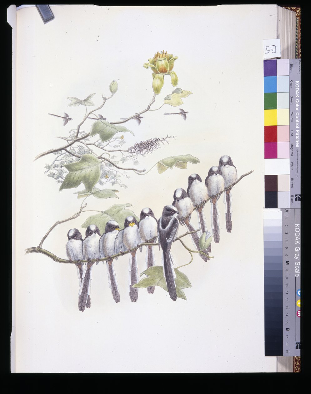 Hosszúfarkú cinege (Mecistura Caudata) (kézzel színezett litho) alkotó: John (after) Gould