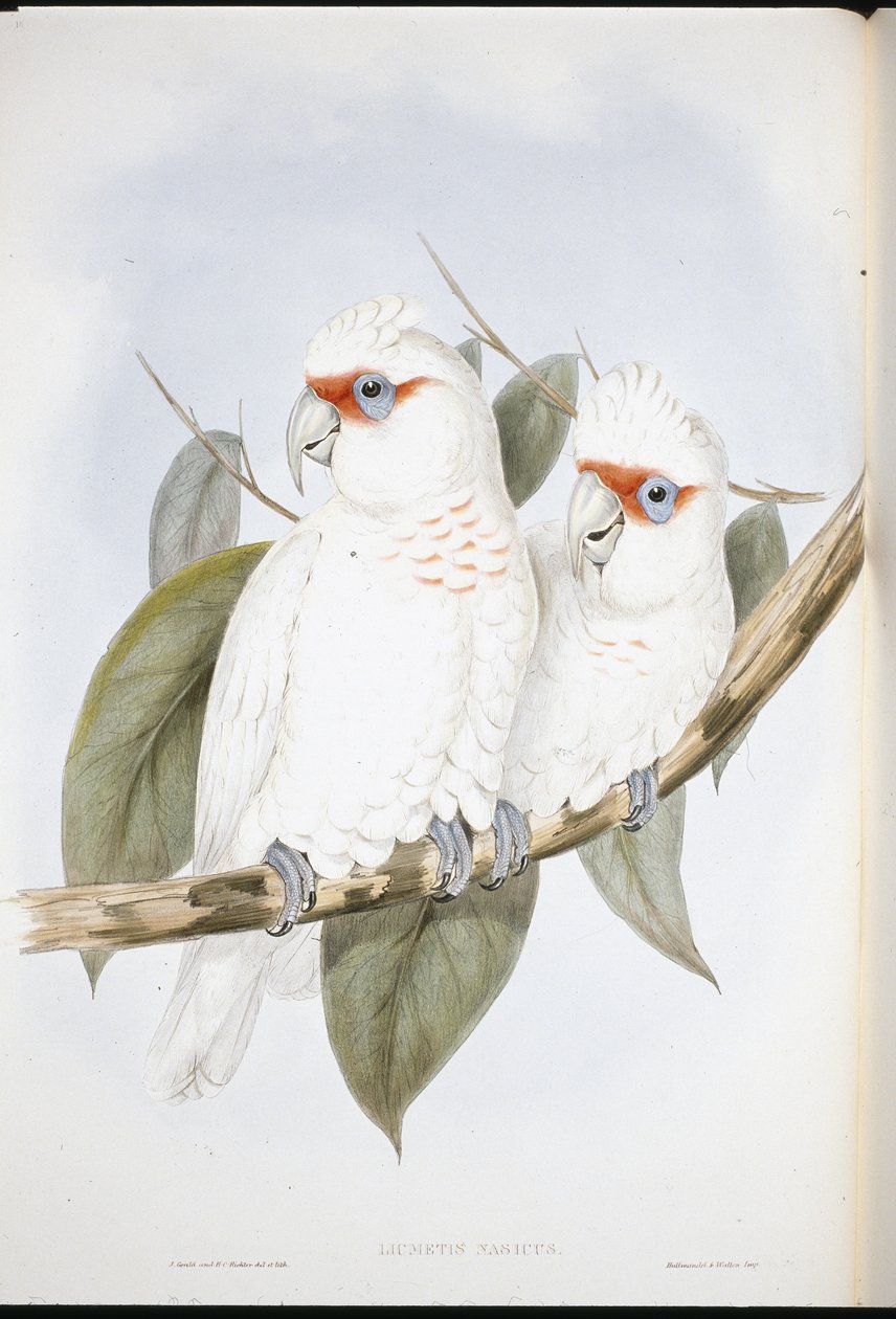 Hosszúcsőrű kakadu (Licmetis Nasicus) (kézzel színezett litho) alkotó: John (after) Gould