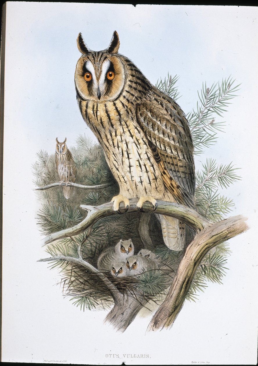 Hosszúfülű bagoly (Otus Vulgaris) (kézzel színezett litho) alkotó: John (after) Gould