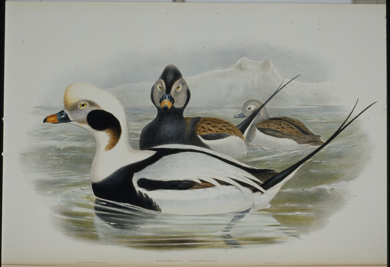 Hosszúfarkú kacsa (Harelda Glacialis) (kézzel színezett litho) alkotó: John (after) Gould