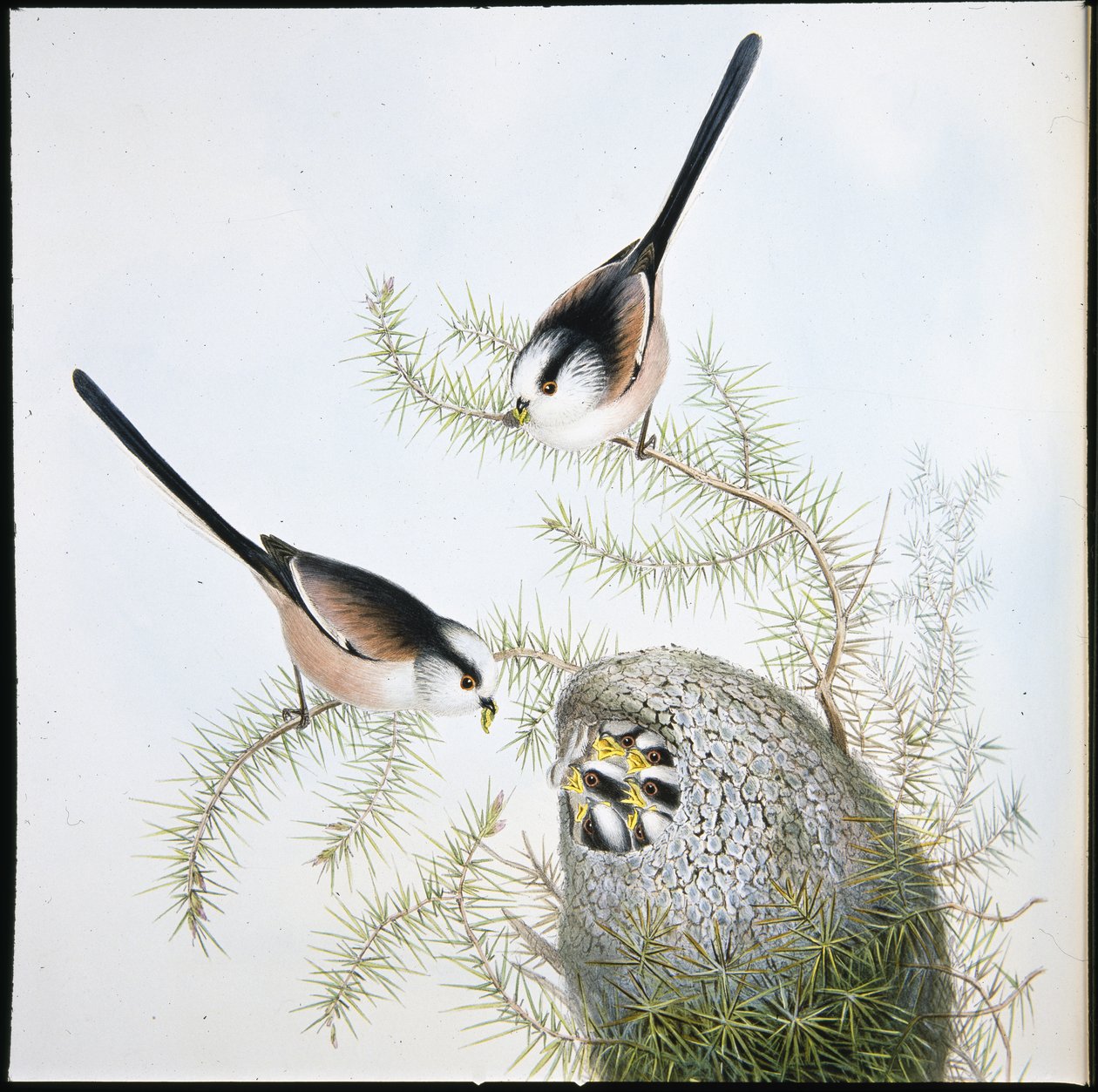 Hosszúfarkú cinege (Mecistura Caudata) (kézzel színezett litho) alkotó: John (after) Gould