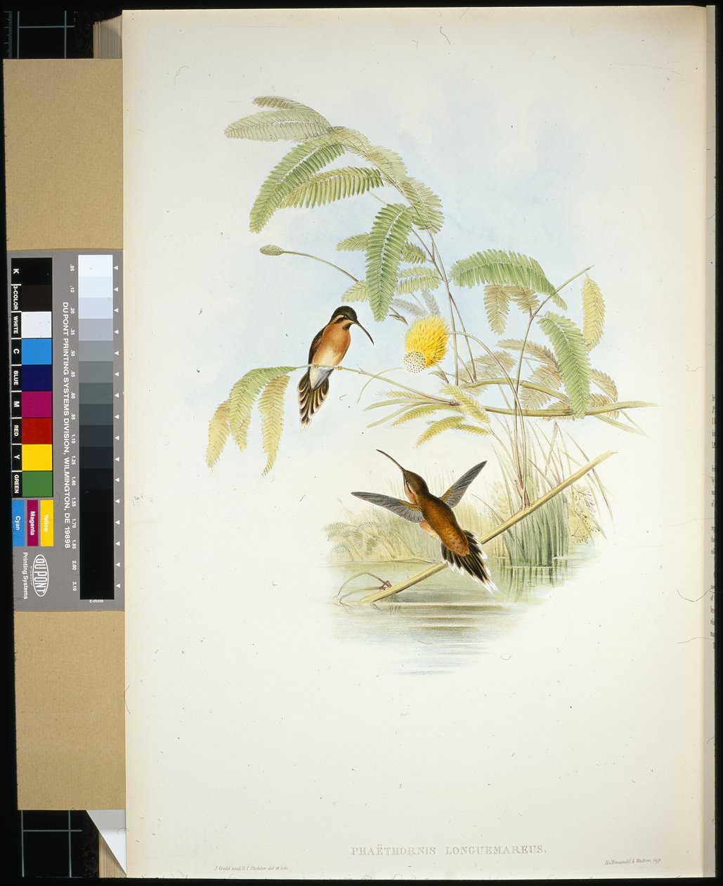 Longeumare remete (Phaethornis Longuemareus) (kézzel színezett litó) alkotó: John (after) Gould