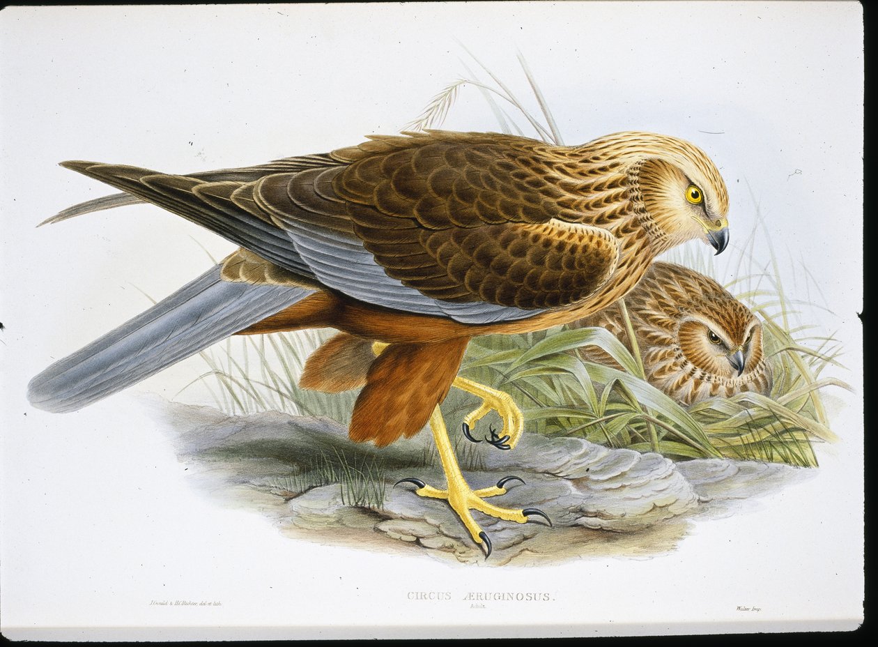 Marsh Harrier (Circus Aeruginosus) (színes metszet) alkotó: John (after) Gould