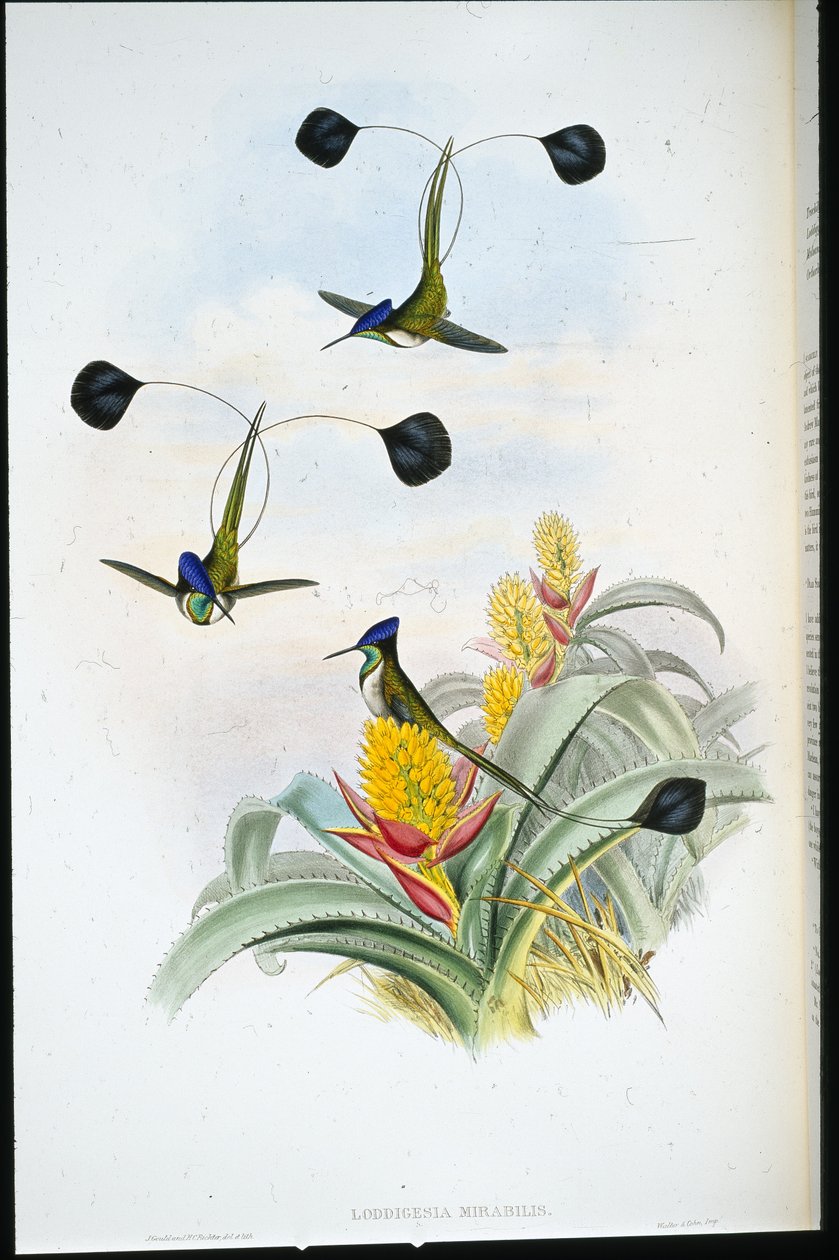 Csodálatos kolibri (Loddigesia Mirabilis) (kézzel színezett litho) alkotó: John (after) Gould