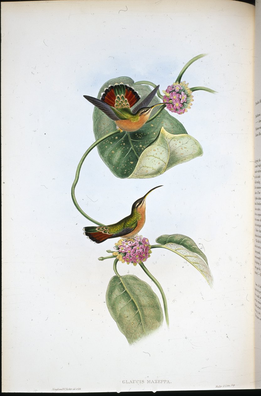 Mazeppa Remete (Glaucis Mazeppa) (kézzel színezett litó) alkotó: John (after) Gould