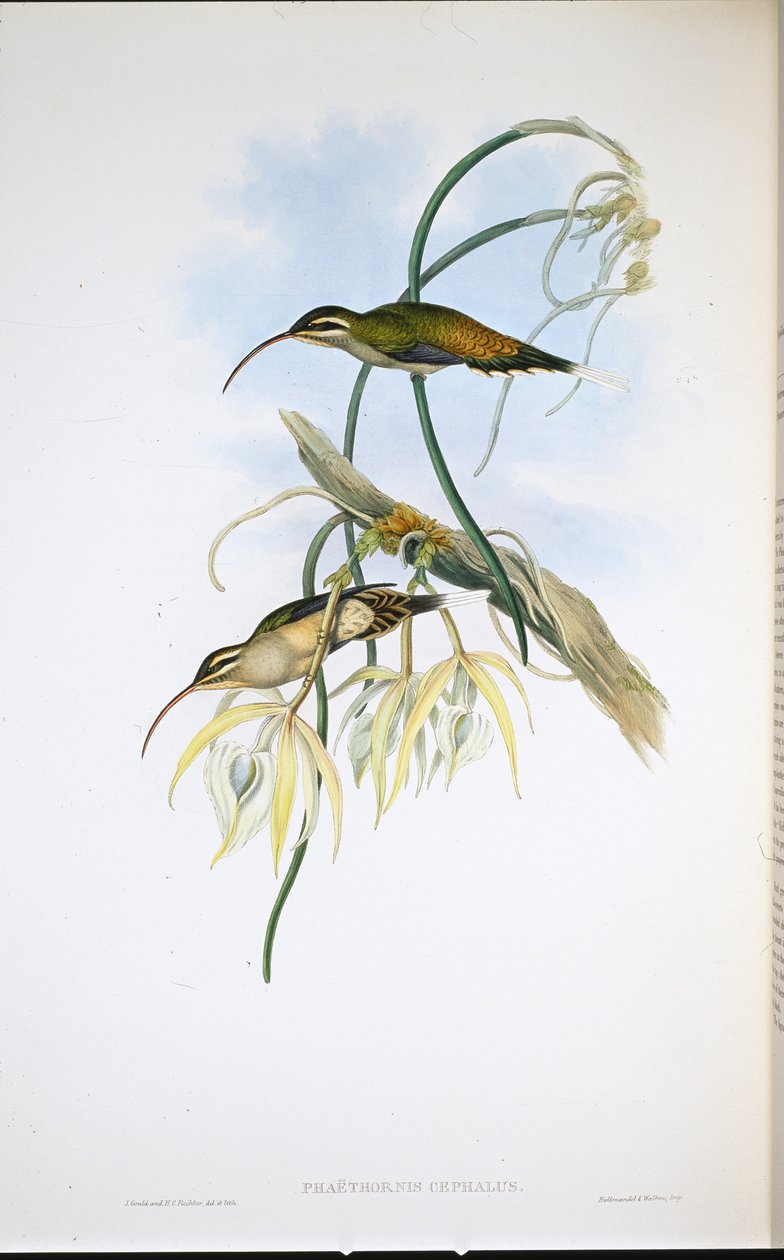 Mexikói remete (Phaethornis Cephalus) (kézzel színezett litho) alkotó: John (after) Gould