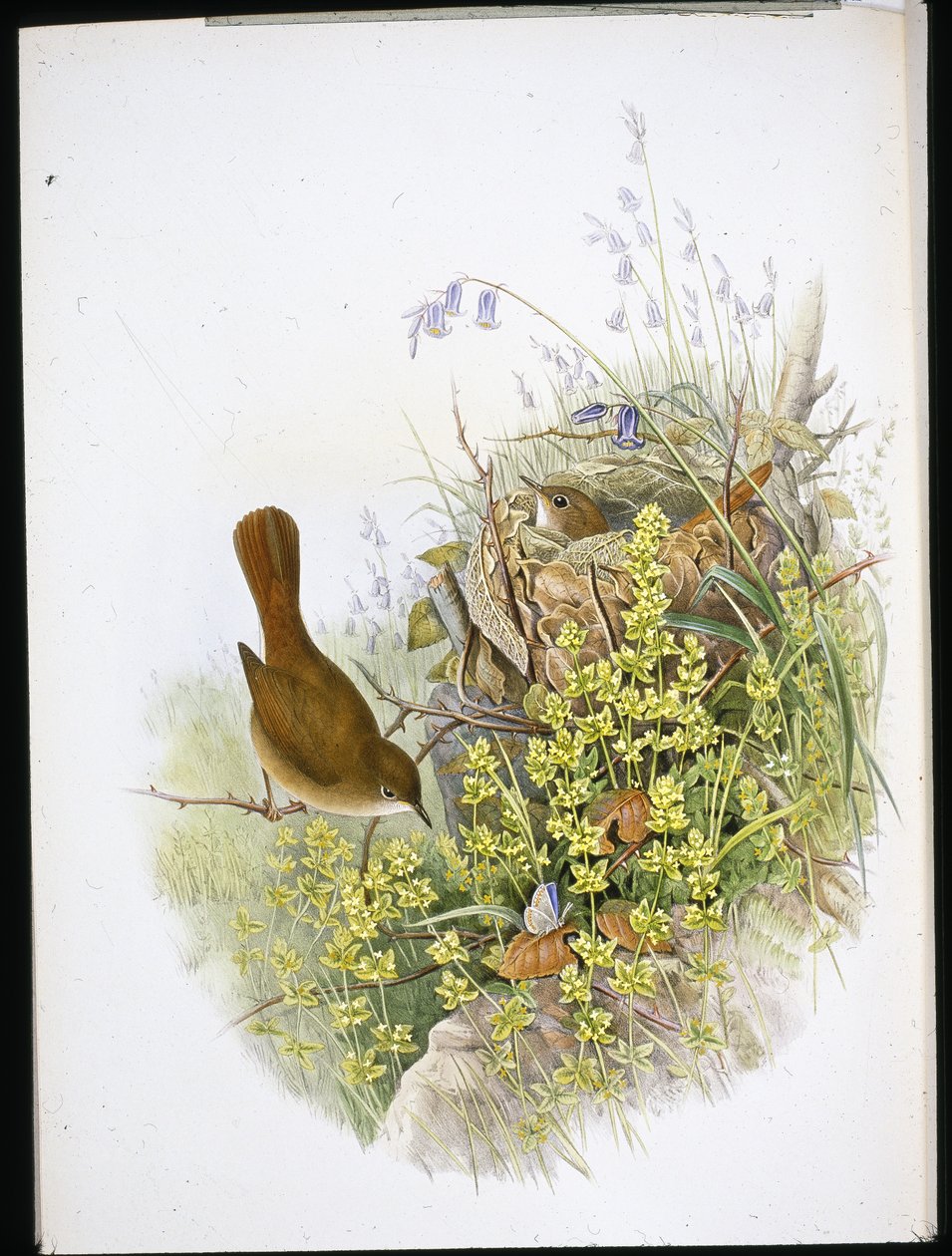 Nightingale (kézzel színezett litó) alkotó: John (after) Gould