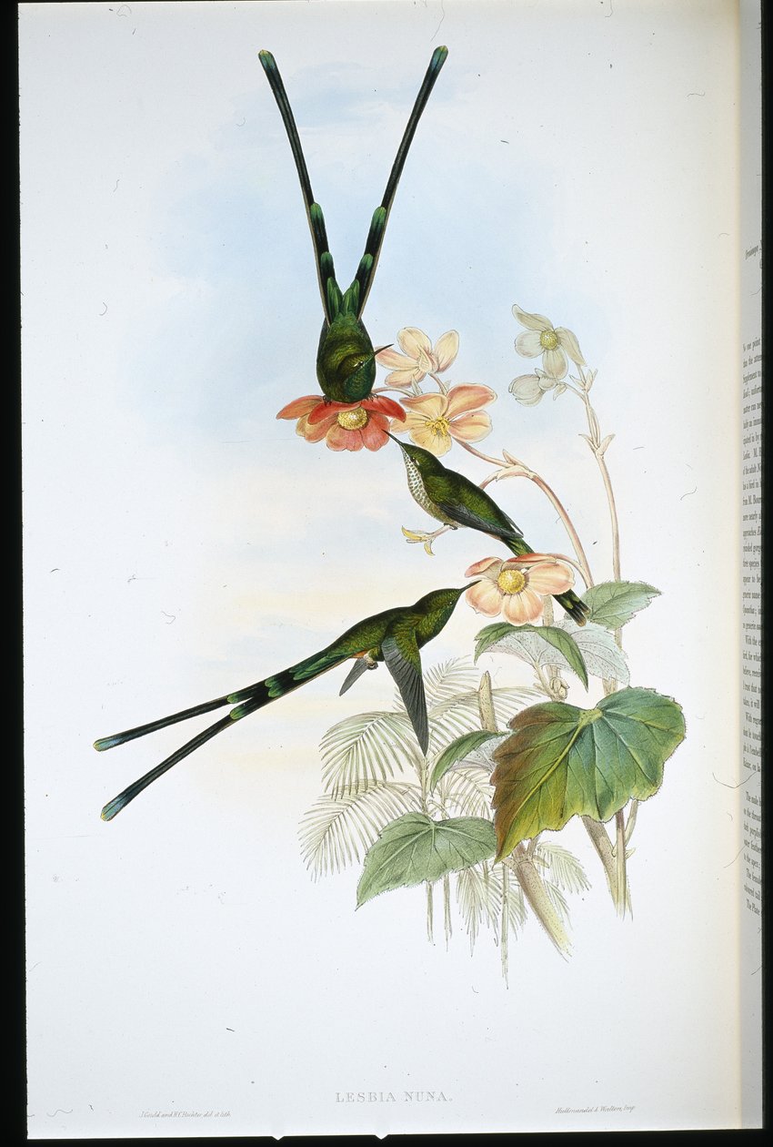 Nouna-koaliI (Lesbia Nuna) (kézzel színezett litho) alkotó: John (after) Gould