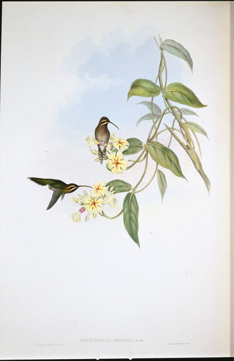 Homályos remete (Phaethorne Obscura) (kézzel színezett litho) alkotó: John (after) Gould