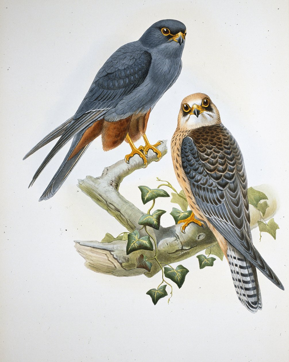 Narancslábú hobbi (Erythropus Vespertinus) (kézzel színezett litho) alkotó: John (after) Gould