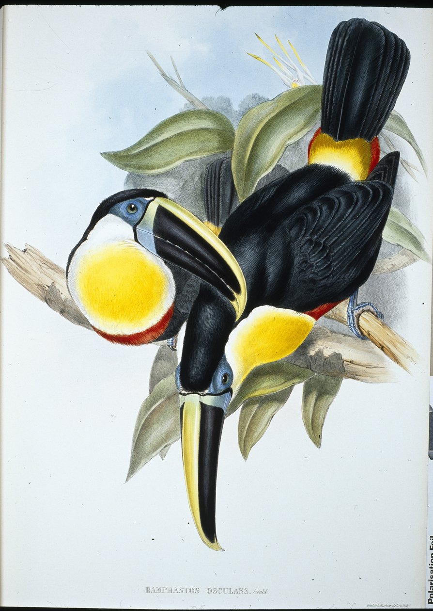 Kiss Toucan (Ramphastos Kissing) (kézzel színezett litho) alkotó: John (after) Gould