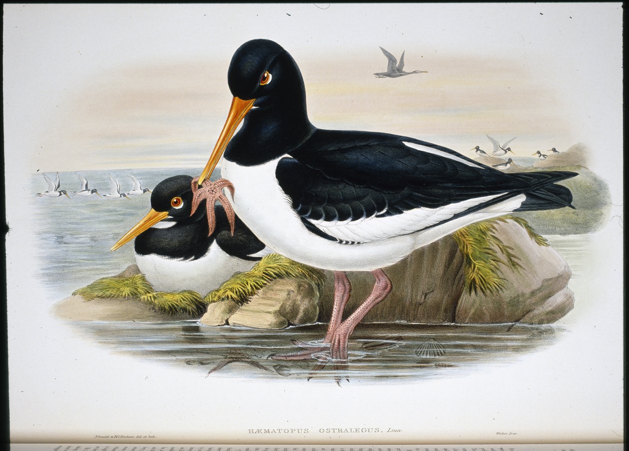 Osztrigafogó (Heamatopus Ostralegus) (kézzel színezett litho) alkotó: John (after) Gould
