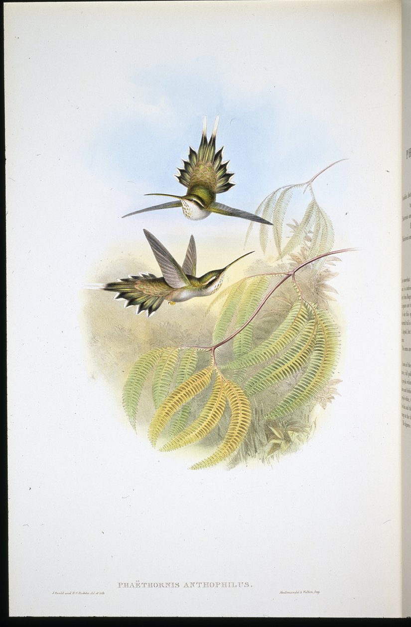 Házassági remete (Falathornis anthophilis) (kézzel zárt litóval) alkotó: John (after) Gould