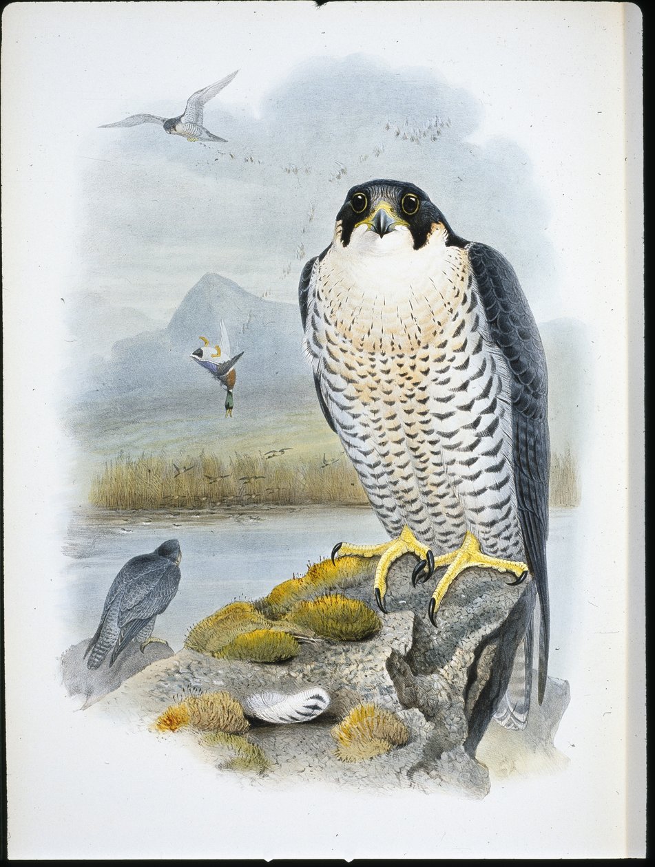 Vándorsólyom (Falco Peregrinus) (kézzel színezett litho) alkotó: John (after) Gould