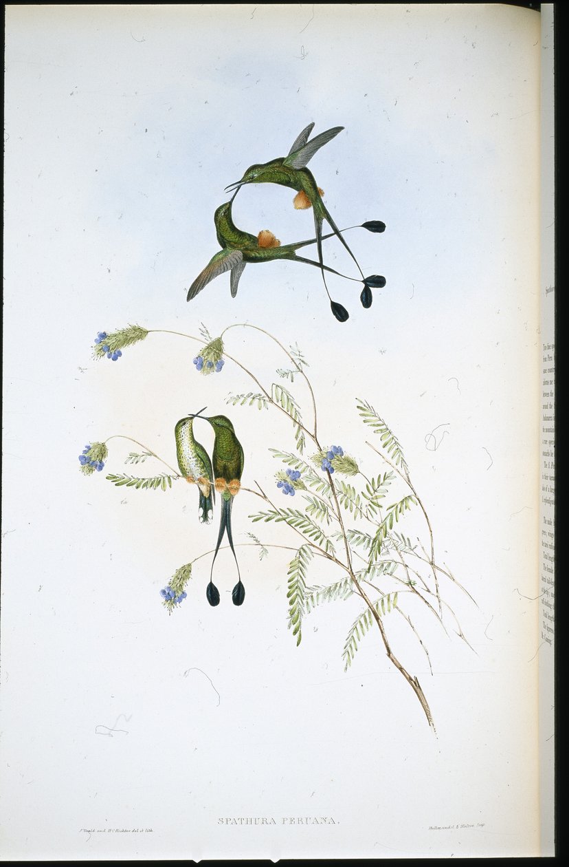 Perui ütőfarok (Spathura Peruana) (kézzel színezett litho) alkotó: John (after) Gould