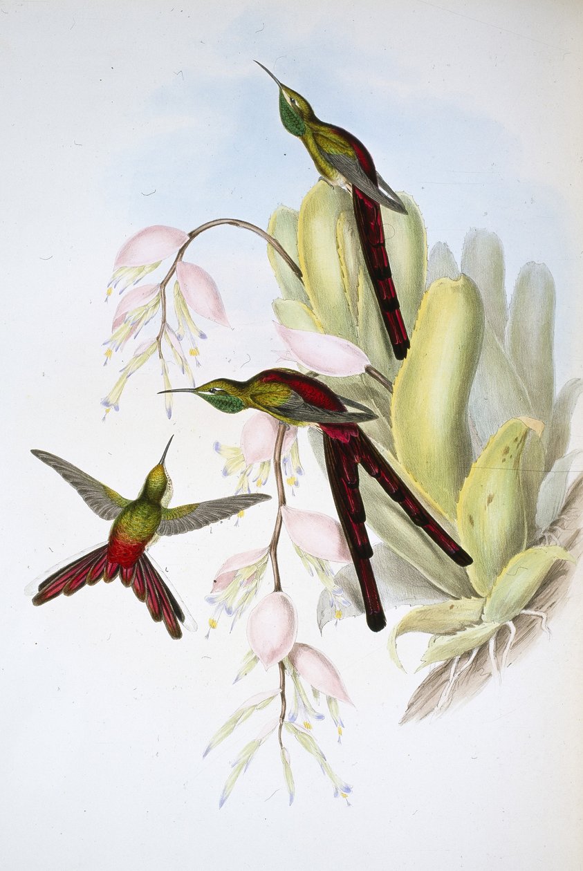 Phaon-üstökös (Cometes Phaon) (kézzel színezett litho) alkotó: John (after) Gould