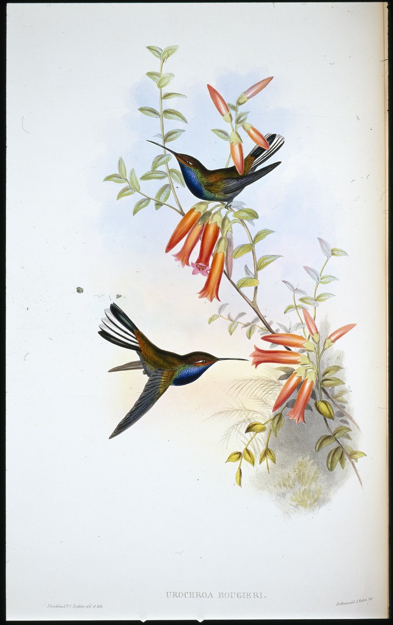 Későfarkú kolibri (Urochroa Bougieri) (kézzel színezett litho) alkotó: John (after) Gould