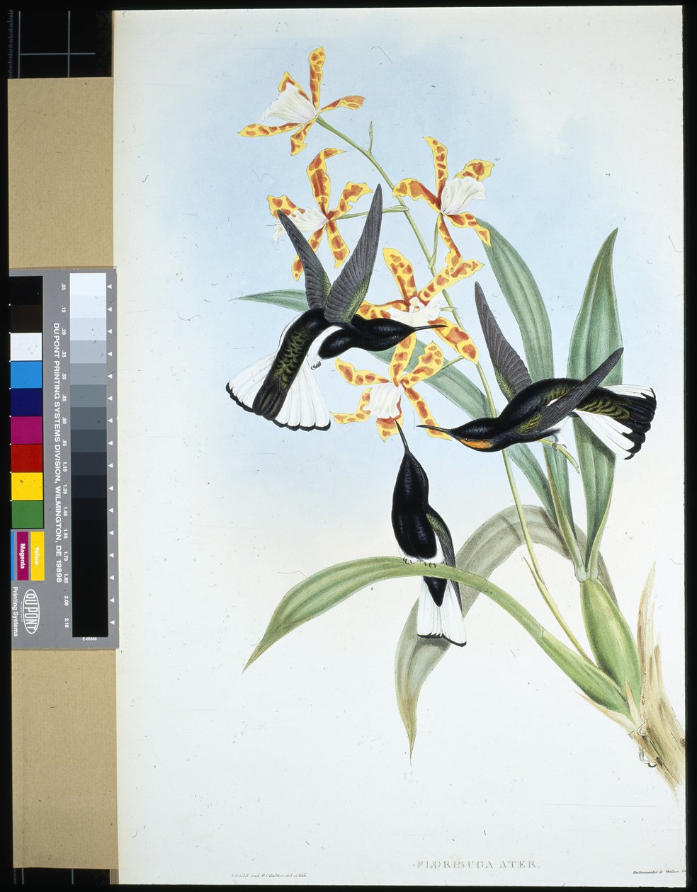 Piros jakobinus (florisuga ater) (kézzel színezett litho) alkotó: John (after) Gould