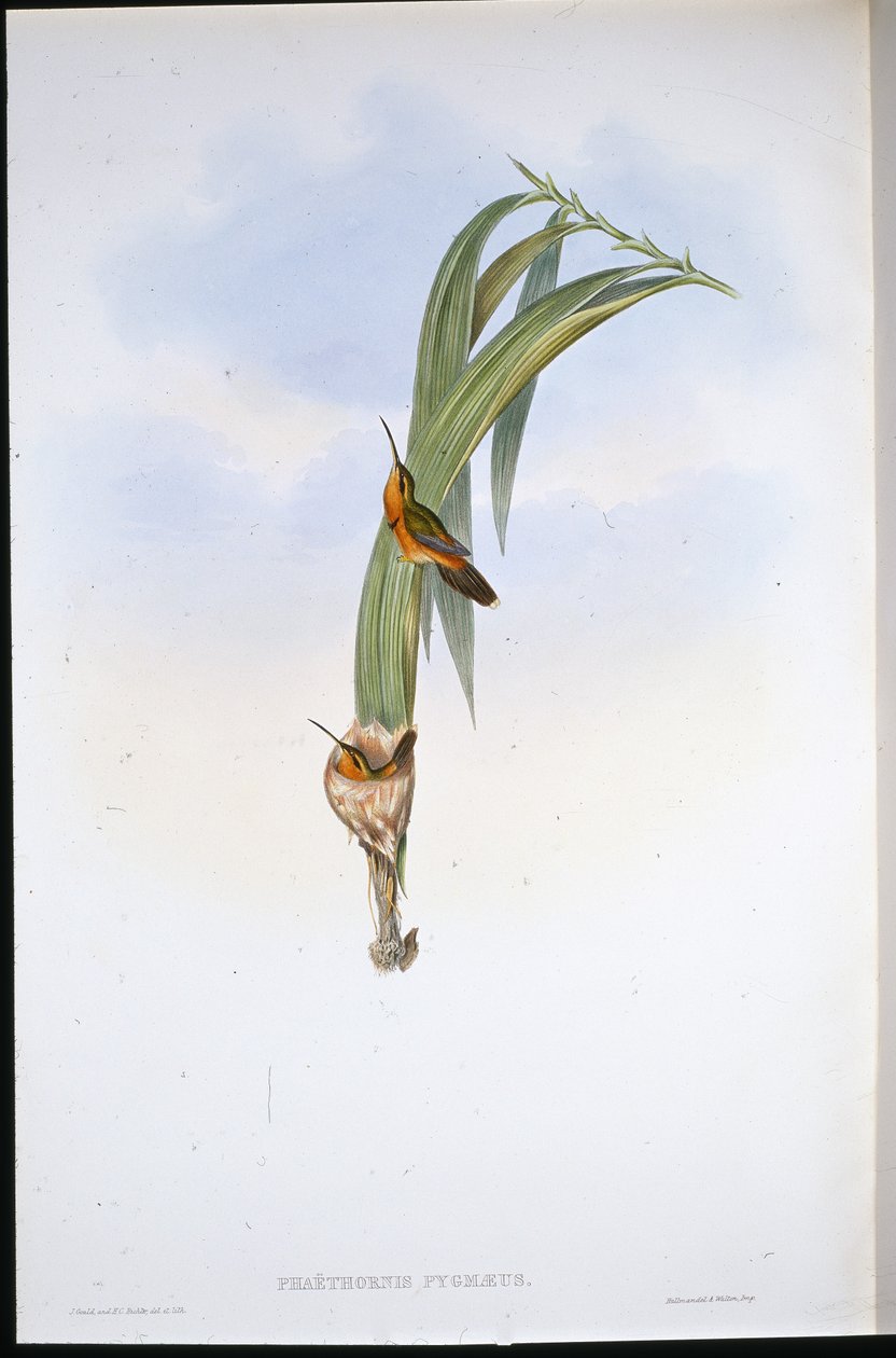 Malacka remete (Phaethornis Pygmaeus) (kézzel színezett litó) alkotó: John (after) Gould