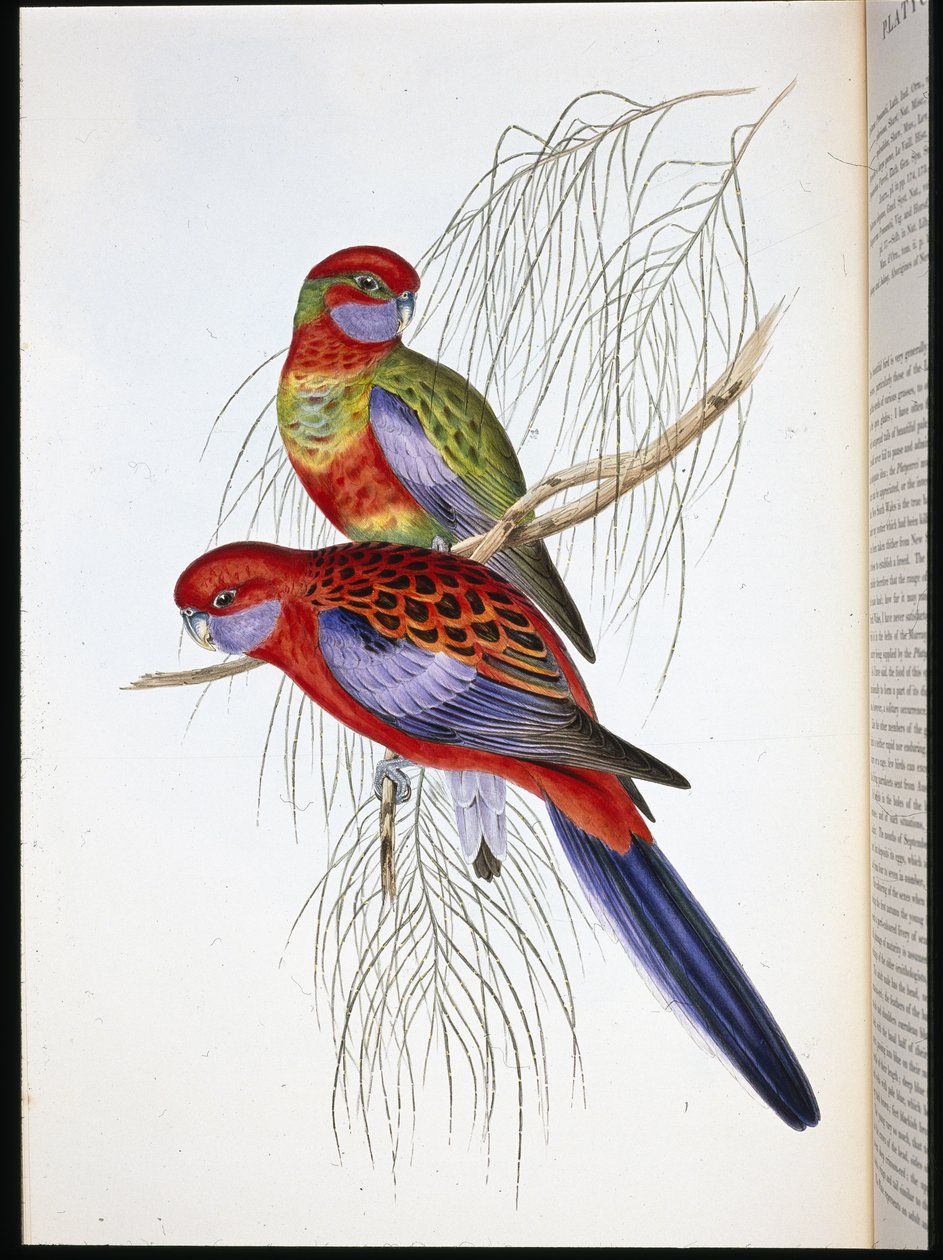 Platycercus pennantii (kézzel színezett litho) alkotó: John (after) Gould