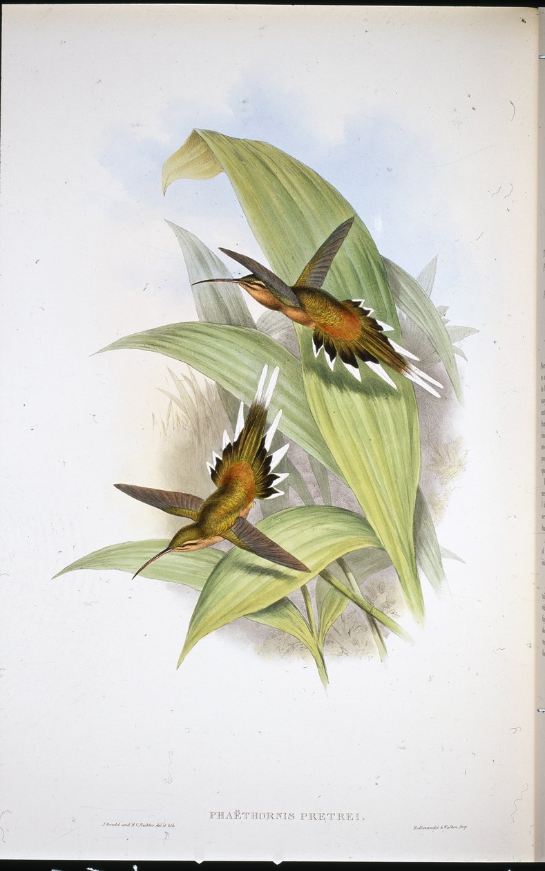 Pretre remete (Phaethornis Pretrei) (kézzel színezett litó) alkotó: John (after) Gould
