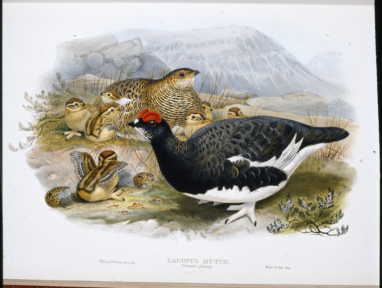 Ptarmigan (Summer Plumage) (Lagopus Mutus) (kézzel színezett fotó) alkotó: John (after) Gould