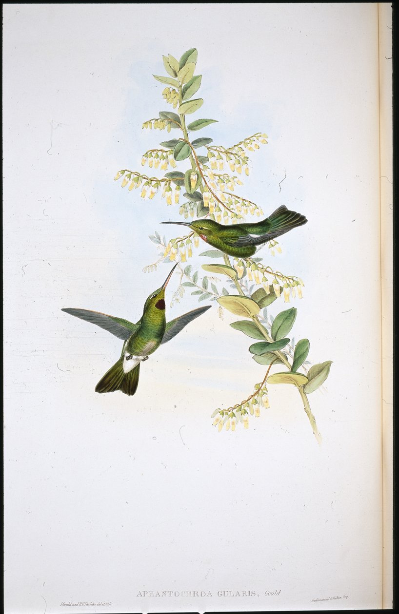 Bolhatorkú kolibri (Aphantochroa Gularis) (kézszínű végtagok) alkotó: John (after) Gould