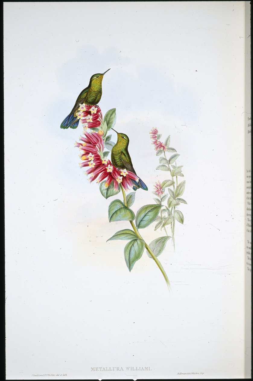 Lilafarkú (Metallura Williami) (kézzel színezett litho) alkotó: John (after) Gould