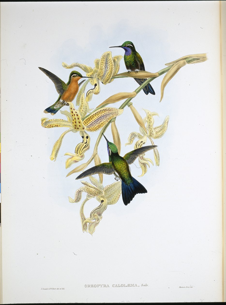 Lila torkú kolibri (Oreopyra Calolaema) (kézzel színezett litho) alkotó: John (after) Gould